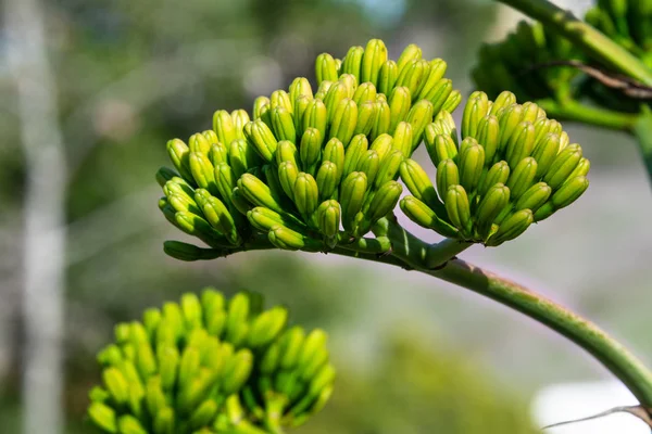 Agave americana (yüzyıl bitki) - bir küme çiçeklenme başlamak üzere tomurcukları yakın çekim resmin. Taze doğal arka plan.
