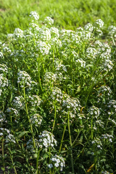 Small white flowers in clusters blooming in a sun lit summer  meadow. Beautiful natural floral background, shallow depth of field.
