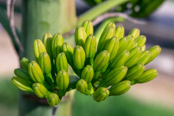 アガベ アメリカーナ 世紀工場 開花時期に芽のクラスターのクローズ アップ画像 新鮮な自然の背景 ロイヤリティフリーのストック写真