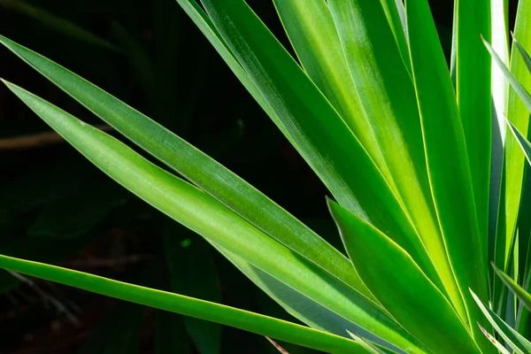 Hojas Hierba Verde Vibrante Sobre Fondo Negro Primer Plano Fondo —  Fotos de Stock