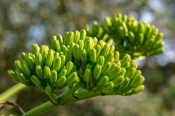 Agave americana (Century plant) - close-up image of a cluster of buds about to start blooming. Fresh natural background.