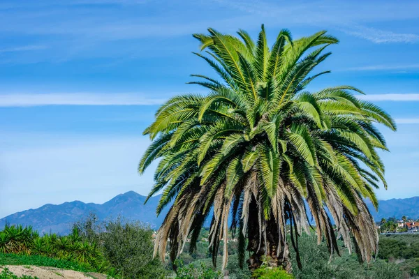 Palm tree on blue sky and mountains background, California. Beautiful summer natural background.