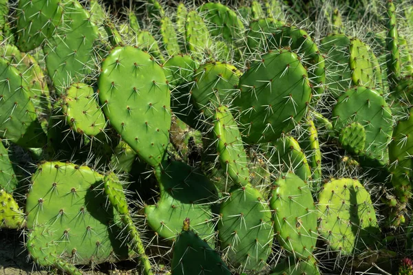 İnciri kaktüsler (Opuntia) içinde belgili tanımlık vahşi büyüyor. Doğal taze arka plan.