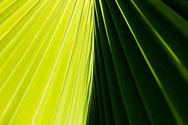 Abstract close up of a palm tree leaf with contrasting light and dark green sides and diagonal lines comming from the center. Fresh natural exotic background with soft focus and copy space.