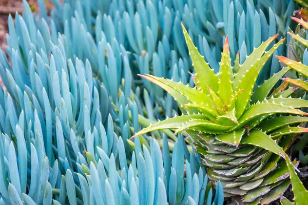 Aloe ve yeşil taze yakın çekim arka plan zıt bitkiler - mavi tebeşir sopa (Senecio yılan).