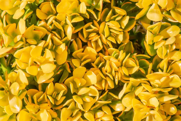 Güneşli sarı sulu (yeşim bitkisi Ovata) tesisi - arka plan yakından. Taze doğal botanik duvar kağıdı.