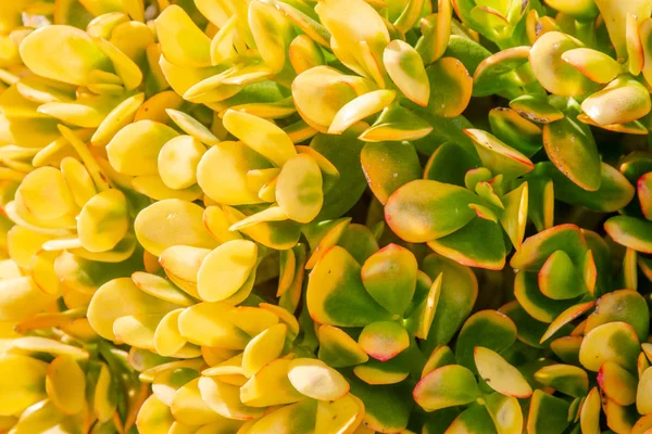 日当たりの良い黄色多肉 クラッスラ属 Ovata プラント 背景をクローズ アップ 新鮮な自然の植物の壁紙 — ストック写真