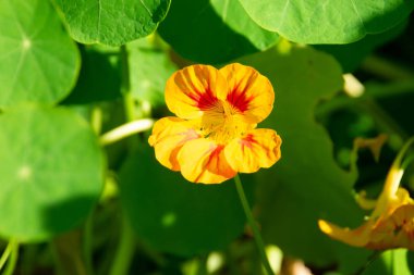 Sarı ve kırmızı çiçek (nasturtium) yeşil zemin üzerine