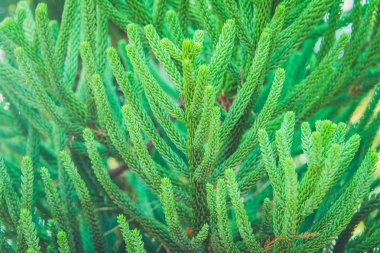 Kozalaklı dalları - closeup arka plan