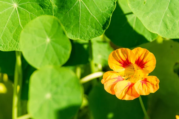 緑の背景に黄色と赤の花 (キンレンカ) — ストック写真