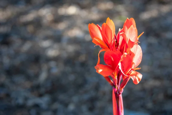 Gri bulanık arka plan üzerinde kırmızı çiçek