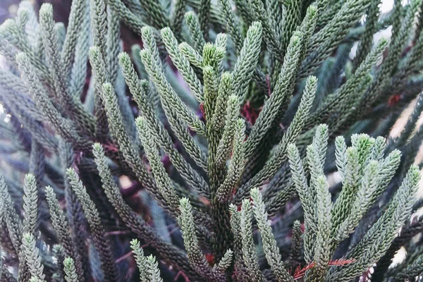 Kozalaklı dalları - closeup arka plan