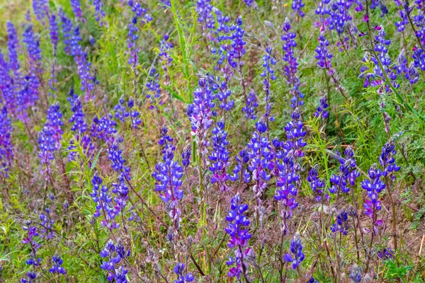 Vilda Lupin blommor - lupinus perennis - blommar i en äng — Stockfoto