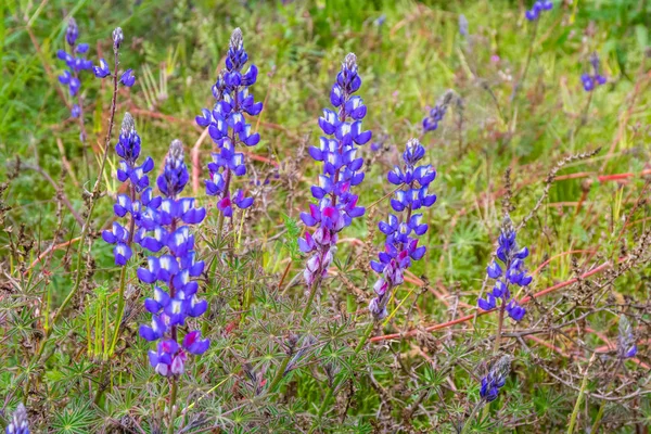 Wild lupine bloemen - lupinus perennis - bloeien in een weiland — Stockfoto