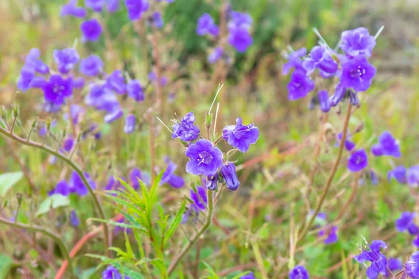 カリフォルニア州に咲くワイルド ブルーベルの花 ストック写真