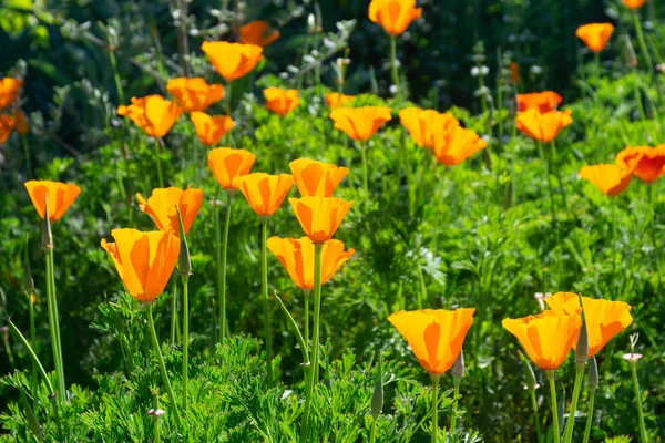 California haşhaş çiçeği (Eschscholzia californica) üzerinde çiçek açan bir