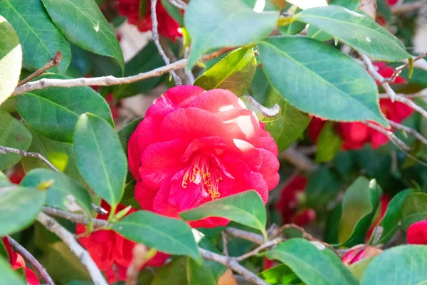 Portre resim bir bahçe içinde güzel bir gül çiçek