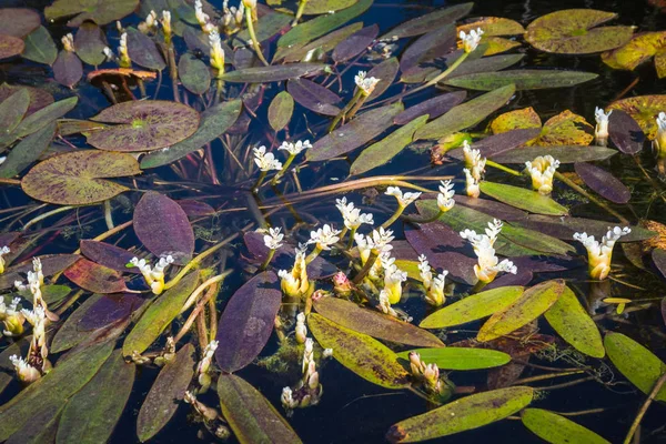 Aponogeton distachyos (waterblommetjie, acqua-fiorellino, Cape-pondw — Foto Stock