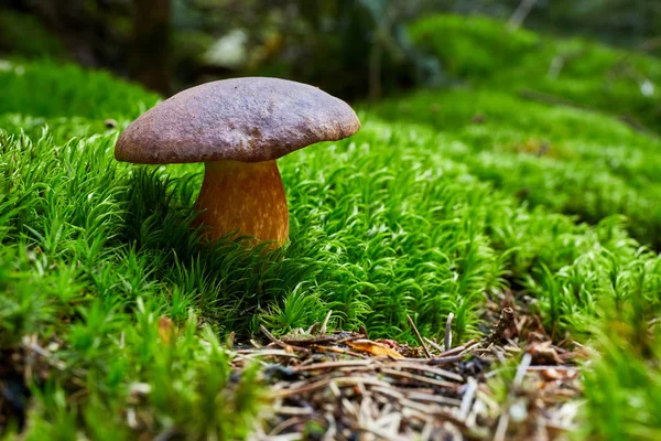 Imleria Badia Edible Mushroom Fungus Natural Environment English Bay Bolete — Stock Photo, Image