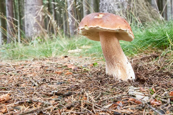 Boletus Edulis Edible Mushroom Fungus Natural Environment English Penny Bun — Stock Photo, Image