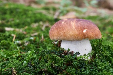 Boletus mantarı - yenilebilir mantar. Mantar doğal ortamda. İngilizce: penny topuz, porcini, cep, porcino, Kral bolete