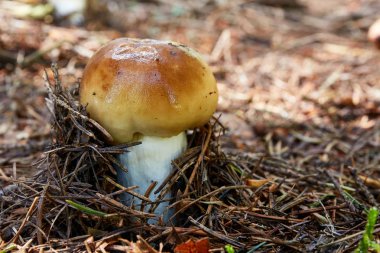 Russula foetens - yenmeyen mantar. Mantar doğal ortamda. İngilizce: russula leş gibi.