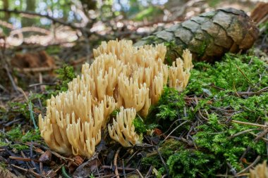Ramaria - mantar. Belirtilmemiş Türler. Mantar doğal ortamda. İngilizce: Coral