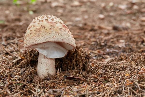 Amanita Rubescens Съедобный Гриб Грибок Естественной Среде Английский Blusher — стоковое фото