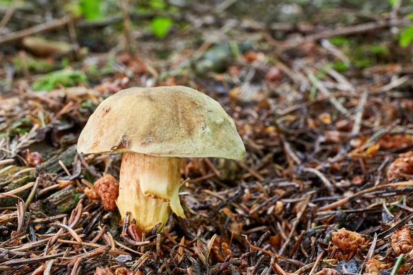 Hřib Plstnatý Jedlé Houby Houby Přirozeném Prostředí Česky Semiš Hřibovitých — Stock fotografie