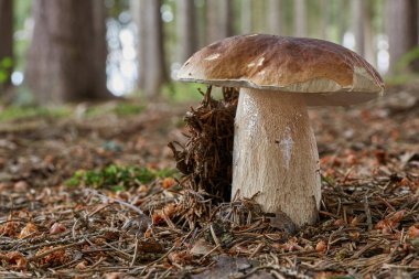 Boletus mantarı - yenilebilir mantar. Mantar doğal ortamda. İngilizce: penny topuz, porcini, cep, porcino, Kral bolete