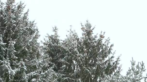 La neige tombe lourdement sur les arbres verts dans la tempête de neige .