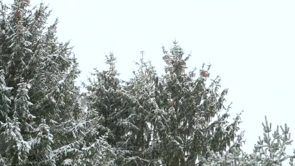 吹雪の中は緑の木々 に降ってきた雪 — ストック動画