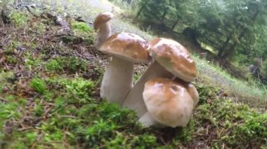 Boletus edulis, yenilebilir mantar. Boletusun kapağında büyüyen küçük boletus. Doğal ortamda mantar. İngilizce: Kuruşluk çörek, porselen, cep, porcino, kral bolete