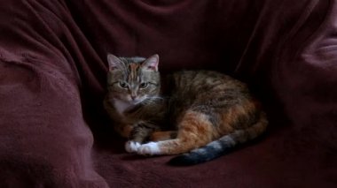 Sandalye ve çevresinde izlerken kedi oturur.
