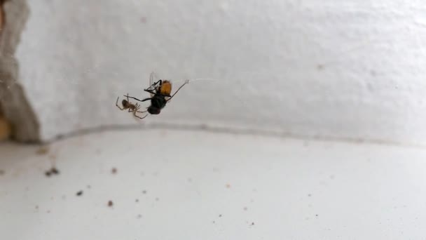 탈출을 거미줄에서 잡았다 배경에 벽입니다 거미의 먹이로 거미줄에 플라이 거미에 — 비디오