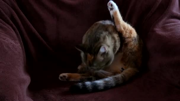 Gato Sentado Silla Limpiando Cabello — Vídeos de Stock