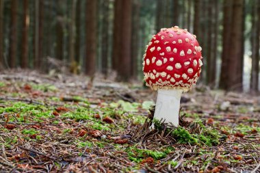 Sinek mantarı - yenmeyen mantar. Mantar doğal ortamda. İngilizce: sinek agaric, sinek amanita