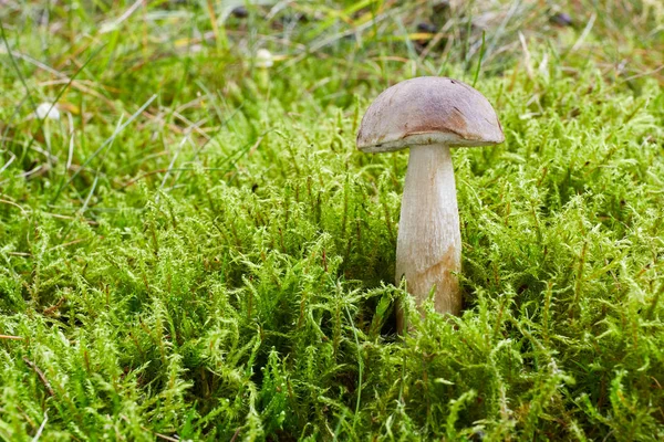 Leccinum Cyaneobasileucum Yenilebilir Mantar Mantar Doğal Ortamda — Stok fotoğraf