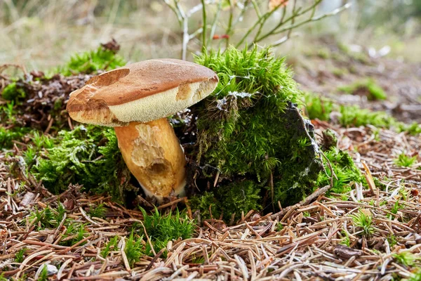 Imleria Badia Edible Mushroom Fungus Natural Environment English Bay Bolete — Stock Photo, Image