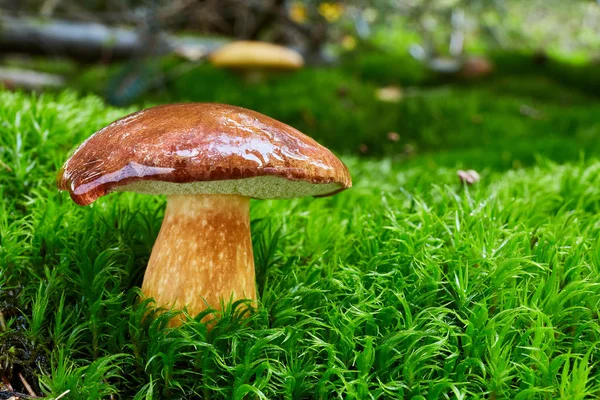 Imleria Badia Edible Mushroom Fungus Natural Environment English Bay Bolete — Stock Photo, Image