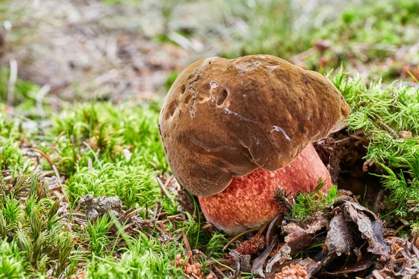 Neoboletus Luridiformis Conhecido Como Boletus Luridiformis Cogumelo Comestível Fungo Ambiente — Fotografia de Stock