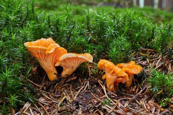 Cantharellus Cibarius Cogumelo Comestível Fungo Ambiente Natural Inglês Chanterelle Golden — Fotografia de Stock