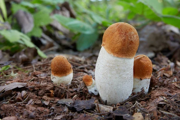 Leccinum Aurantiacum Cogumelo Comestível Fungo Ambiente Natural Inglês Red Capped — Fotografia de Stock