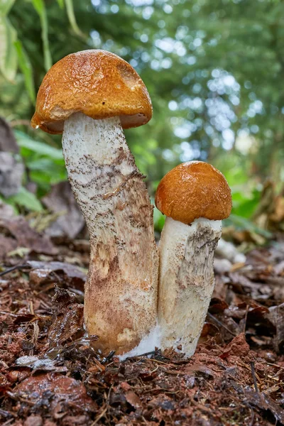 Leccinum Aurantiacum Hongo Comestible Hongos Entorno Natural Inglés Red Capped —  Fotos de Stock