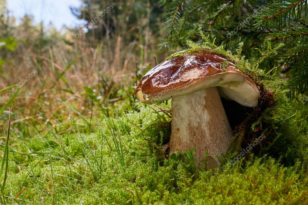 Boletus edulis seta comestible. Hongos en el entorno natural. Inglés