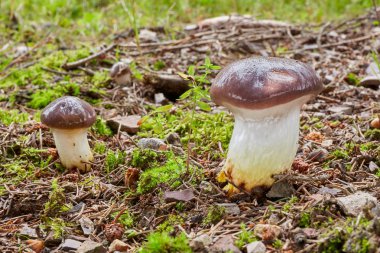 Gomphidius glutinosus - yenilebilir mantar. Mantar doğal ortamda. İngilizce: yapışkan spike-cap