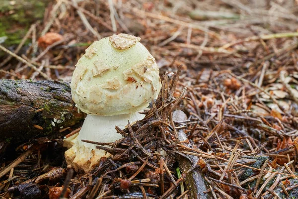 Amanita Citrina Известный Amanita Mappa Несъедобный Гриб Грибок Естественной Среде — стоковое фото