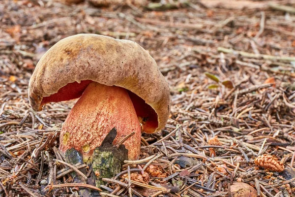 Neoboletus Luridiformis Відомий Боровик Luridiformis Їстівними Грибами Грибок Природному Середовищі — стокове фото