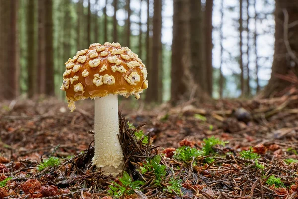 Amanita Muscaria Inedible Mushroom Fungus Natural Environment English Fly Agaric — Stock Photo, Image