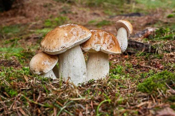 Boletus edulis, yenilebilir mantar. Boletusun kapağında büyüyen küçük boletus. Doğal ortamda mantar. İngilizce: Kuruşluk çörek, porselen, cep, porcino, kral bolete